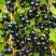 Смородина чёрная ИЗЮМНАЯ в Фаниполе