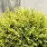 Туя ГОЛДЕН ГЛОБ западная в Фаниполе