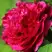 Пион НОЧНЫЕ ГРЕЗЫ древовидный в Фаниполе