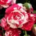 Роза ФАЙЕР ВОРКС миниатюрная в Фаниполе