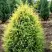 Можжевельник ГОЛД КОН обыкновенный в Фаниполе