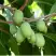 Актинидия РОГОВ аргута в Фаниполе