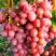 Виноград КИШМИШ КРАСНЫЙ в Фаниполе