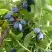 Жимолость съедобная НАРЫМСКАЯ в Фаниполе