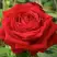 Роза СОФИ ЛОРЕН чайно-гибридная в Фаниполе