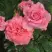 Роза ПЬЕР КАРДЕН чайно-гибридная в Фаниполе