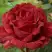 Роза РЕД ИНТУИШН чайно-гибридная в Фаниполе