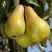 Груша КОНКОРД в Фаниполе