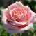 Роза ФРЕДЕРИК МИСТРАЛЬ чайно-гибридная в Фаниполе