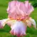 Ирис БЛАШИНГ ПИНК бородатый в Фаниполе