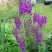 Коровяк ВИОЛЕТТА (вербаскум) в Фаниполе