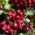 Рябина ГРАНАТНАЯ сладкоплодная в Фаниполе