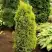 Можжевельник ГОЛД КОН обыкновенный в Фаниполе