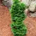 Туя СПИРАЛИС МИНИ западная в Фаниполе