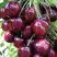 Черешня СИЛЬВИЯ колоновидная в Фаниполе