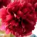 Пион БЕЛГРАВИЯ травянистый в Фаниполе