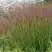 Просо ШЕНАНДО прутьевидное в Фаниполе