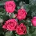 Роза ЛАВ ЛЕТТЕР флорибунда в Фаниполе