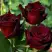 Роза ЧЕРНАЯ МАГИЯ чайно-гибридная в Фаниполе