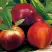 Нектарин СТАРК РЕД ГОЛД в Фаниполе