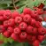Рябина АЛАЯ КРУПНАЯ сладкоплодная в Фаниполе