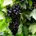 Смородина чёрная БЕЛОРУССКАЯ СЛАДКАЯ в Фаниполе