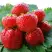 Клубника ВИМА ЗАНТА в Фаниполе