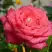 Роза ПЬЕР КАРДЕН чайно-гибридная в Фаниполе