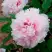 Пион ПЕРСИК ПОД СНЕГОМ древовидный в Фаниполе
