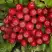 Рябина РУБИНОВАЯ сладкоплодная в Фаниполе