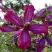 Клематис СВИТ САММЕР ЛАВ в Фаниполе