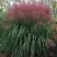 Мискантус МАЛЕПАРТУС китайский  в Фаниполе