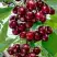 Черешня ХЕЛЕНА колоновидная в Фаниполе