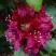 Рододендрон КАЛИ в Фаниполе