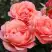 Роза КОРАЛ ЛИОНС РОУЗ флорибунда в Фаниполе