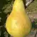 Груша КОНКОРД в Фаниполе