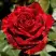 Роза РЕД ИНТУИШН чайно-гибридная в Фаниполе