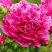 Пион НОЧНЫЕ ГРЕЗЫ древовидный в Фаниполе