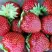 Клубника МАЛЬВИНА в Фаниполе