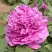 Пион ОРНАМЕНТ древовидный в Фаниполе