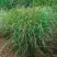 Просо РЕБРАУН прутьевидное в Фаниполе