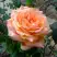 Роза ЭЛЬДОРАДО чайно-гибридная в Фаниполе