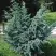 Можжевельник БЛЮ АЛЬПС китайский  в Фаниполе