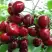 Черешня ГРОНКАВАЯ в Фаниполе