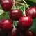 Черешня ГРОНКАВАЯ в Фаниполе