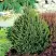 Ель КОМПАКТА обыкновенная в Фаниполе