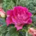 Роза БРЕРА флорибунда в Фаниполе