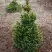 Ель ВИЛС ЦВЕРГ обыкновенная в Фаниполе