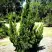 Можжевельник КАЙЗУКА китайский в Фаниполе