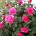Роза МАЛИНОВЫЙ ЗВОН чайно-гибридная в Фаниполе